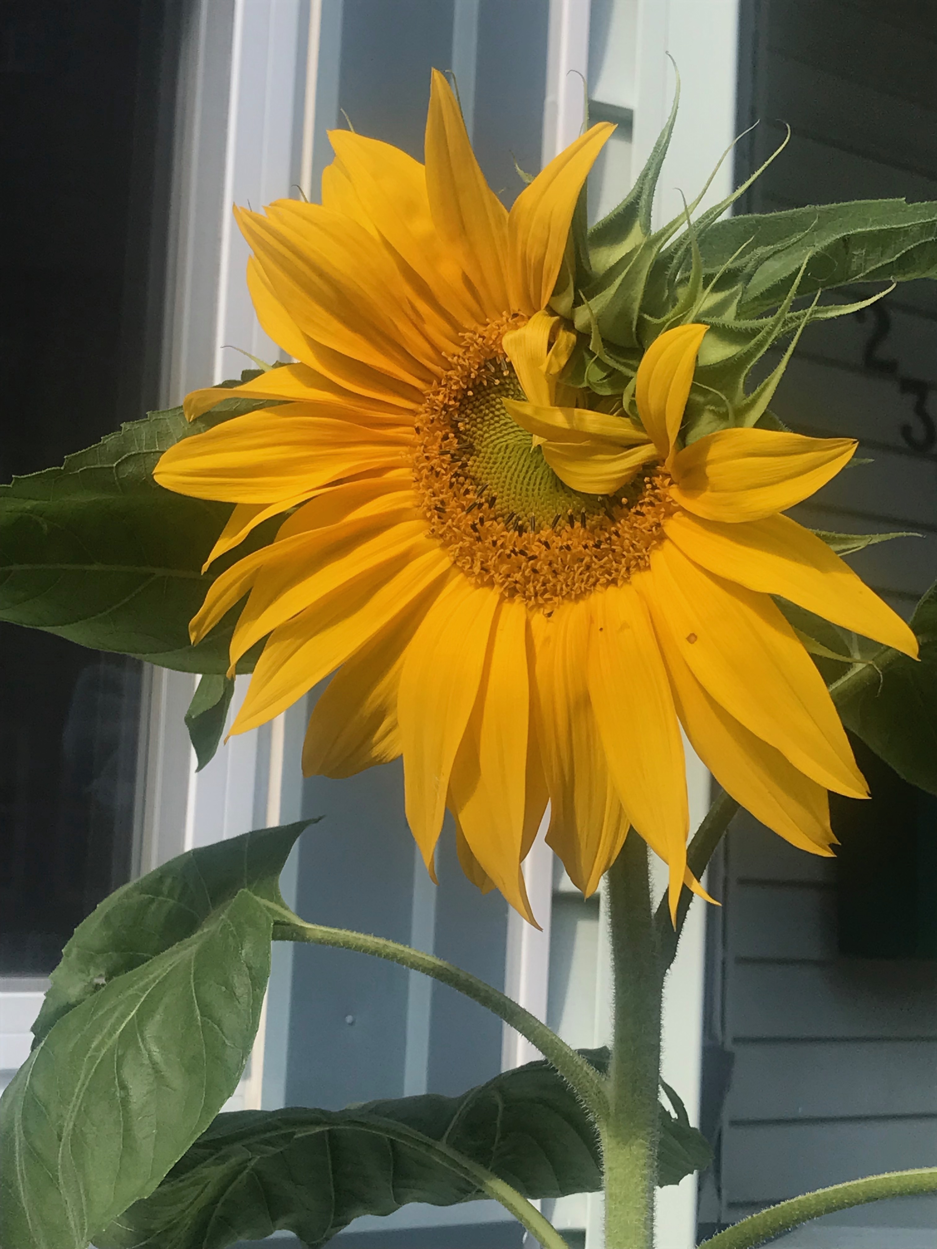 Young Sunflower winking